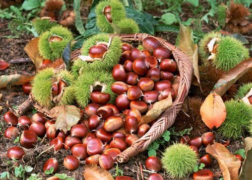 金寨县10大特产