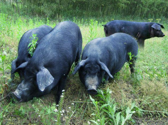 金寨县10大特产