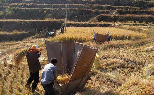 金寨县10大特产