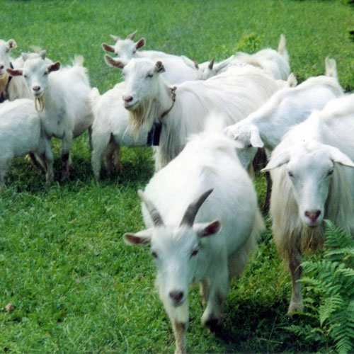 金寨县10大特产