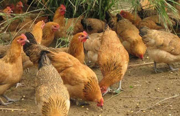 金寨县10大特产