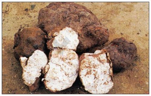 金寨县10大特产